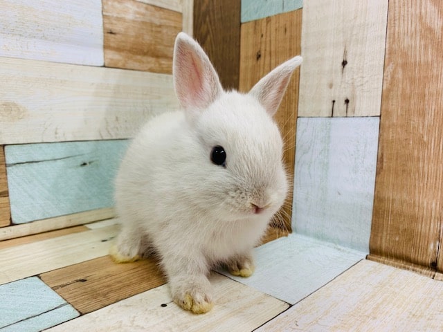 もぐもぐタイムが可愛すぎる♡ドワーフラビット!!