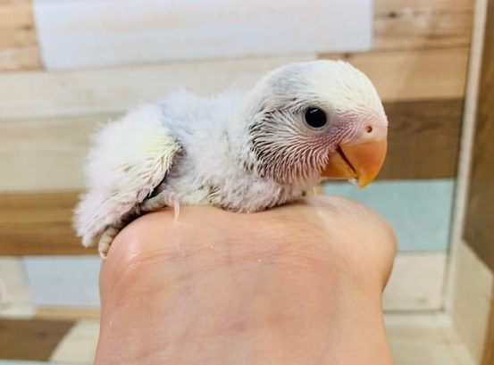 素敵カラー♪コザクラインコ(ブルーチェリーパイド)はいりました！