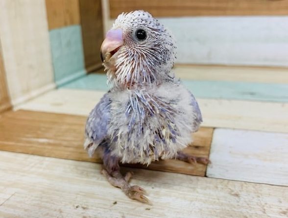 定番人気！セキセイインコ(スパングル)入舎！