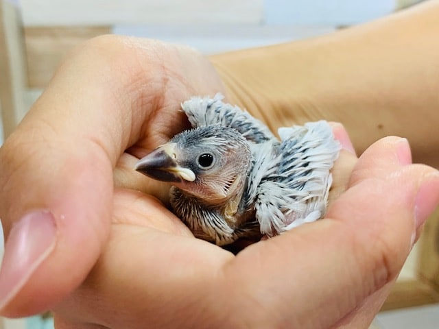 やってきました！シルバー文鳥さん☆