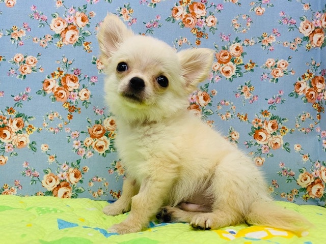 画像更新‼高速尻尾ふり！チワワくん☆