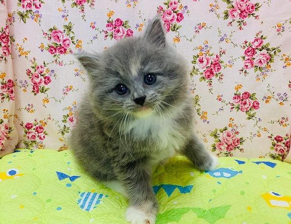 甘えんぼのサイベリアンちゃん♡