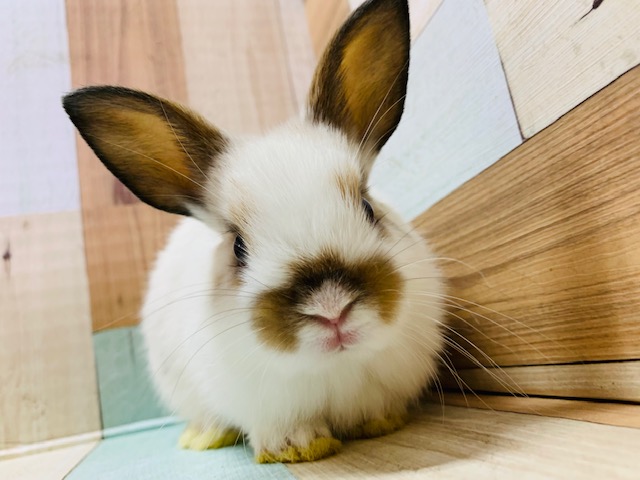 メリハリカラーが可愛い♡ミニウサギ♪(ドワーフ×ライオン)