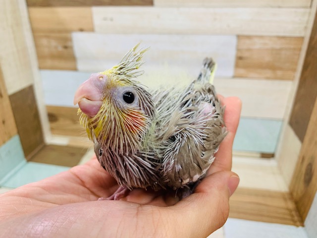 ほっぺが可愛い♡オカメインコ(シナモン)入舎♪