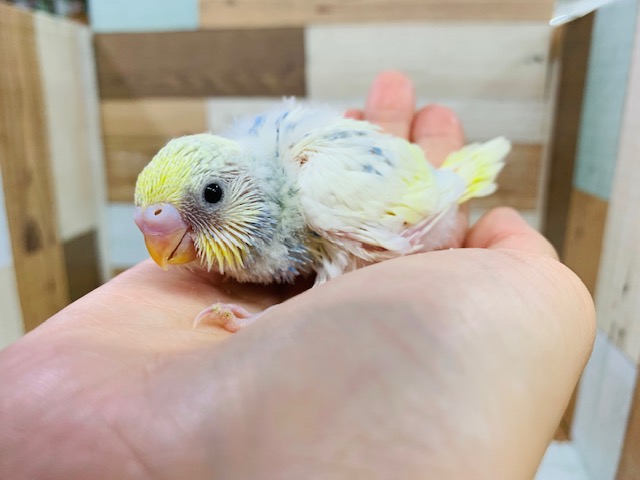 淡いカラーがステキ♪セキセイインコ(パステルレインボーパイド)