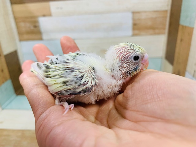 元気いっぱいです！セキセイインコ(クリーム系ハルクイン)