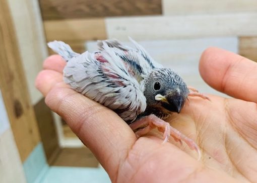 人気色！シルバー文鳥♪