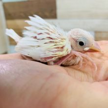 人気沸騰中!!白文鳥さん！