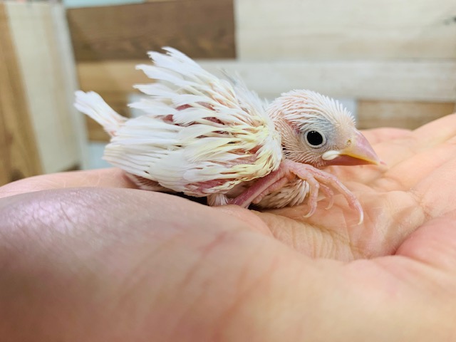 人気沸騰中!!白文鳥さん！