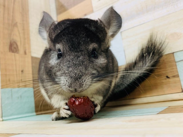 食べ方に惚れる♡チンチラ入舎♪(ノーマル)