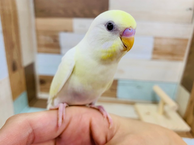レアカラー！クリームのセキセイインコさん☆