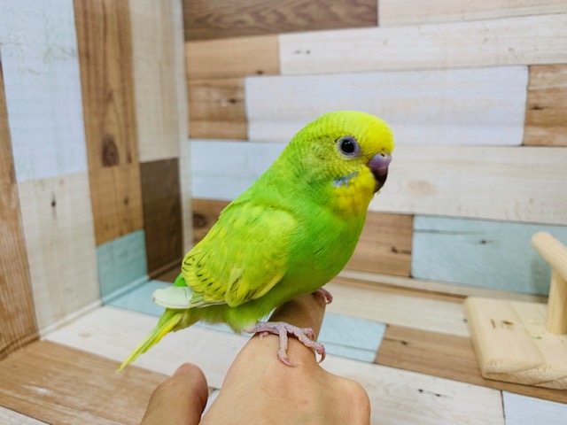 画像更新!!スパンコール柄がステキ!!　セキセイインコ（スパングル）～