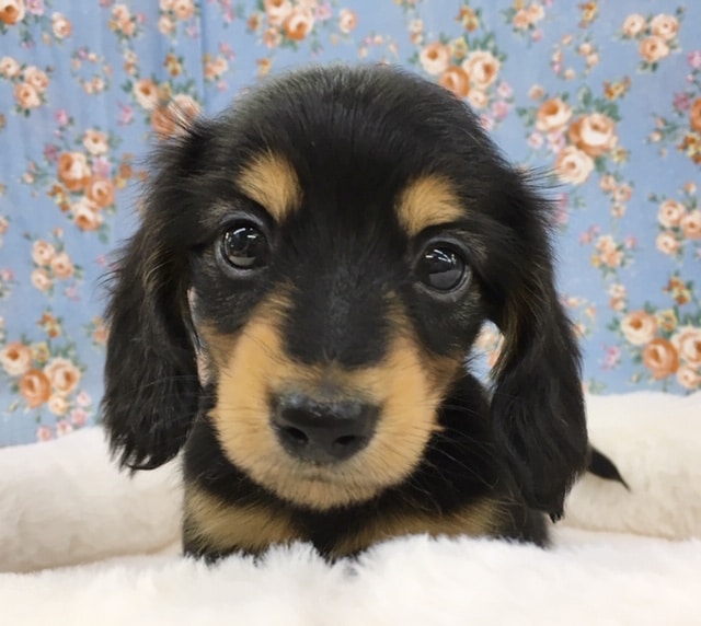 ミニチュア・ダックスフンド（Ｂ/Ｔ）男の子　入舎！！