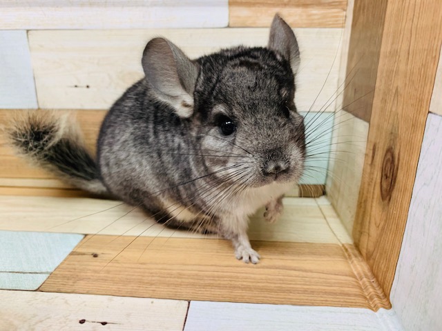 手からごはん食べます！チンチラ(ノーマル)くん♪