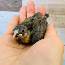 うぶうぶ桜文鳥さん♪