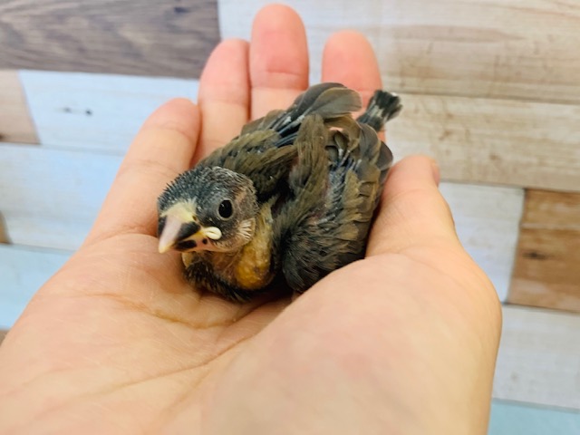 うぶうぶ桜文鳥さん♪