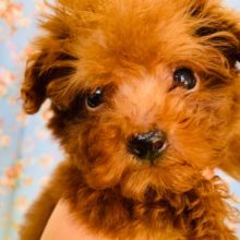 画像更新!!とっても小さなトイプードルくん♂