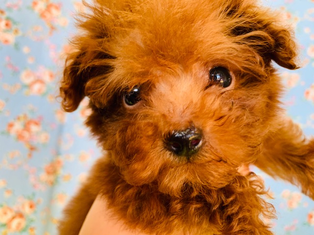 画像更新!!とっても小さなトイプードルくん♂