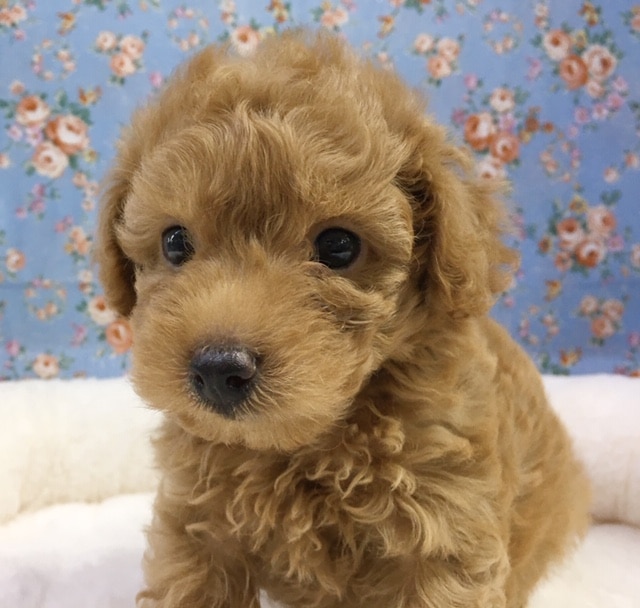 ミックス犬（マルチーズ×トイプードル）男の子　入舎！！