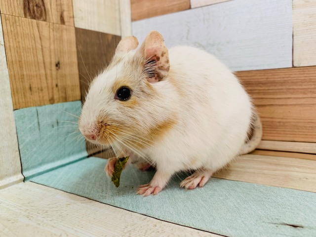 かまいたくなる可愛さ♡デグー(パイド)