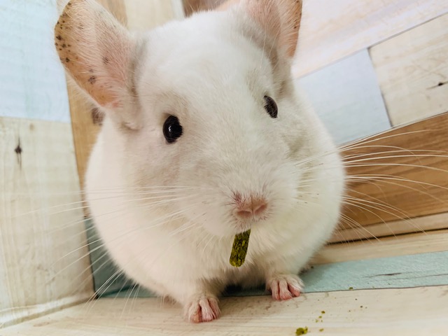 ぷっくりなボディがたまらない！チンチラ(アプリコット)♡