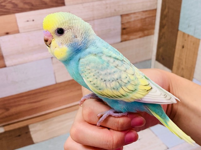 ｷﾚｲカラー♪セキセイインコ（パステルレインボースパングル）～