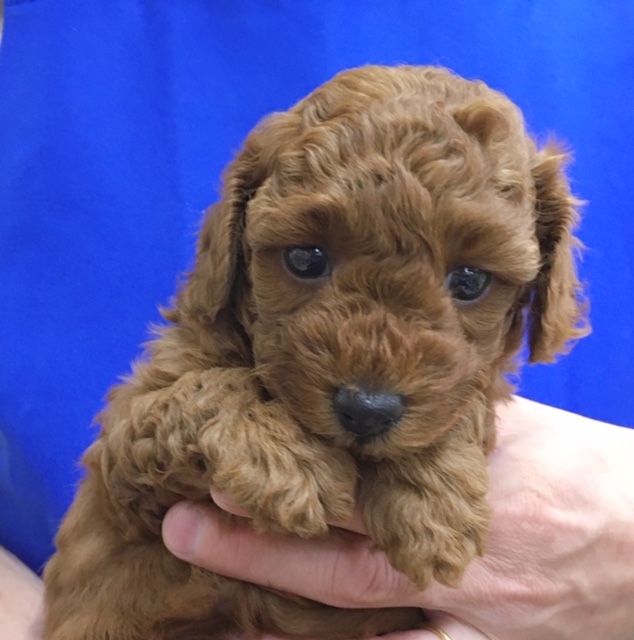 トイプードル（レッド）男の子　入舎！！