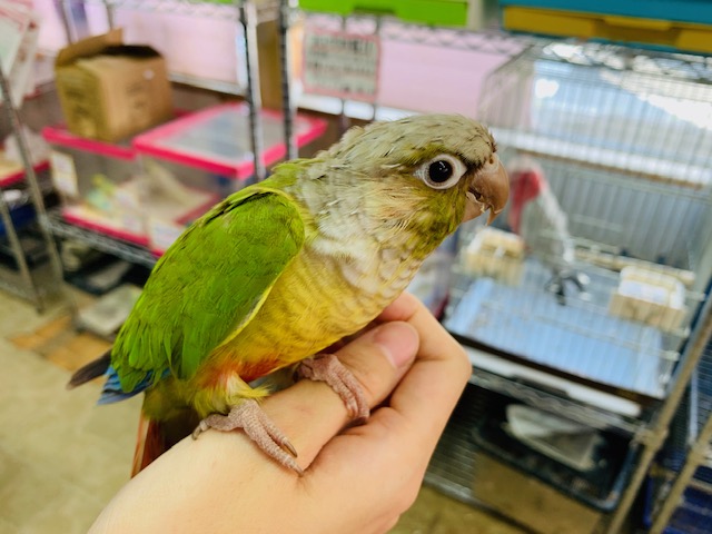 甘えんぼが進化しました！ホオミドリウロコインコさん♪