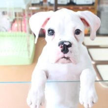 ボクサーのホワイトカラーの最新画像です。