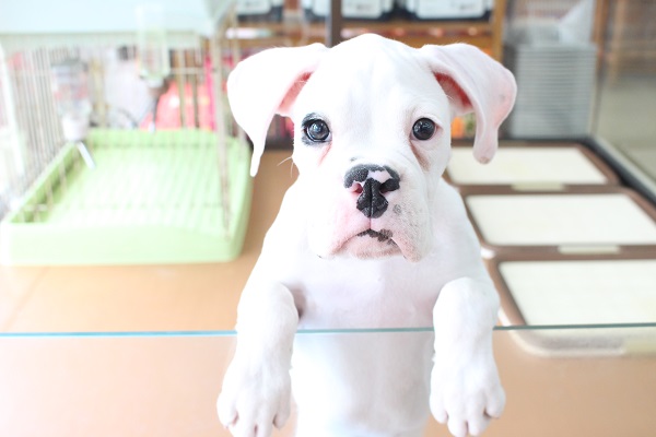 ボクサーのホワイトカラーの最新画像です。