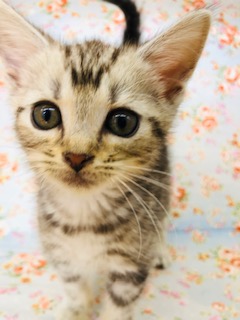 めちゃかわフェイスのアメショーちゃんいます！