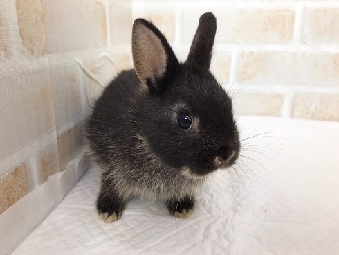 かわいい黒いうさぎさん！ネザーランドドワーフ