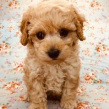 お触り大好き！可愛いプードルちゃんいます！