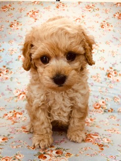 お触り大好き！可愛いプードルちゃんいます！