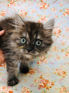 ブリティッシュ×チンチラ　ＭＩＸ猫ちゃんの最新動画更新！