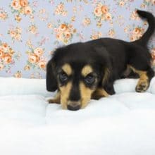 魅惑のマロマユ！ミニチュアダックス・男の子！