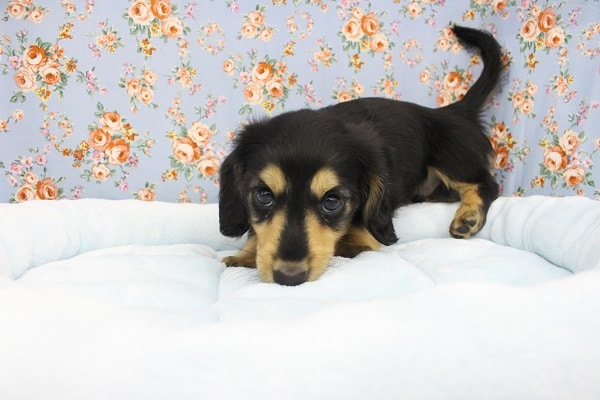 魅惑のマロマユ！ミニチュアダックス・男の子！