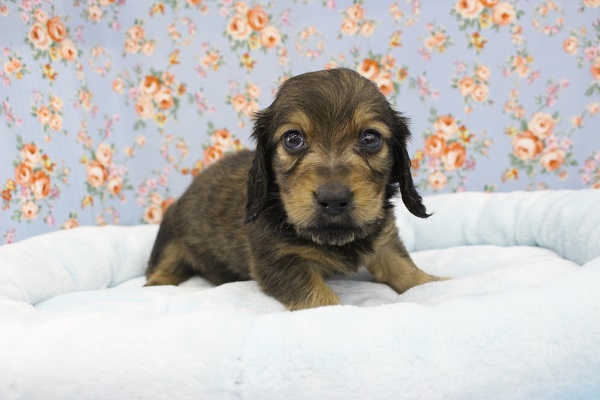 かまってわんこ☆ミニチュアダックス・男の子！