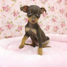 スタイリッシュわんこ☆ミニチュアピンシャー・女の子！