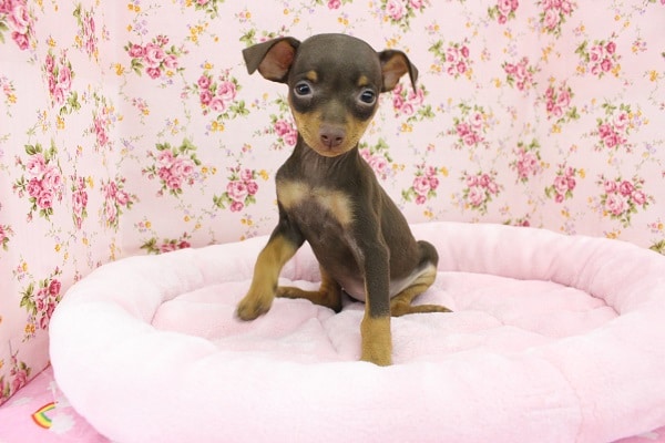 スタイリッシュわんこ☆ミニチュアピンシャー・女の子！