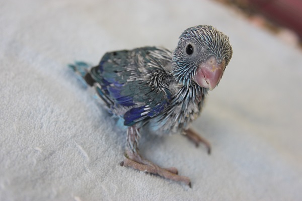 ｷﾚｲなﾌﾞﾙｰ!マメルリハちゃん大きくなりました☆