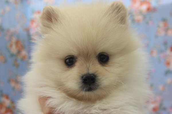 お久しぶり！元気いっぱいのポメラニアンくん！★