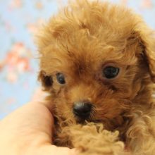 とっても小さなかわいいトイプードルくん♂