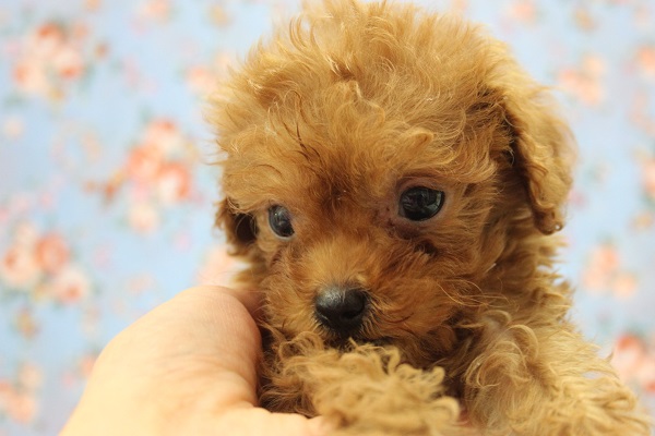 とっても小さなかわいいトイプードルくん♂