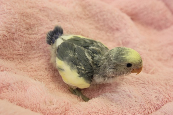 コザクラインコ（ブルーパイド）ヒナちゃん