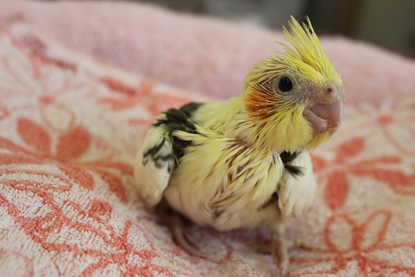手乗りオカメインコ(パイド)ヒナちゃん♪