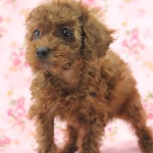 やっぱり人気！トイプードルちゃん女の仔♀