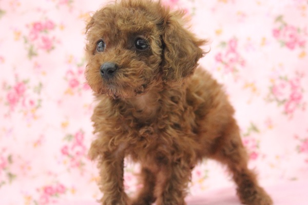 やっぱり人気！トイプードルちゃん女の仔♀