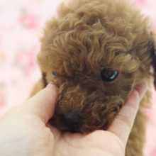 トイプードルちゃん　甘えん坊な女の仔♪