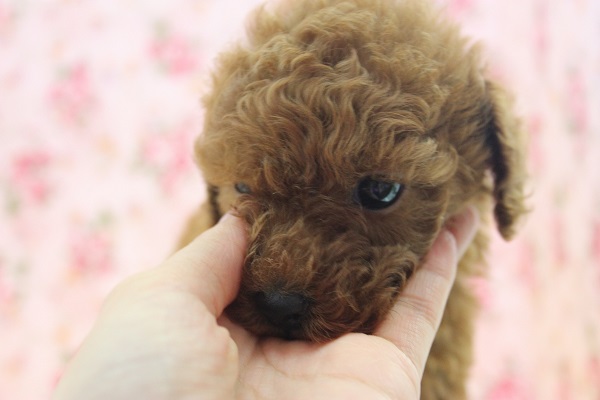 トイプードルちゃん　甘えん坊な女の仔♪